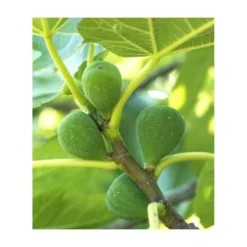 Ficus Carica (figuier) Blanc - Taille Pot De 5 Litres ? 80/100 Cm -Jardin Harmonie Soldes Boutique 64038b954fb694.54877303