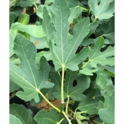 Ficus Carica (figuier) Blanc - Taille Pot De 5 Litres ? 80/100 Cm -Jardin Harmonie Soldes Boutique 64038b955ffd22.54349580