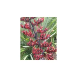 Phormium Tenax (lin De Nouvelle-zélande) Taille Pot De 6 Litres - 80/100 Cm - Jaune Et Rouge -Jardin Harmonie Soldes Boutique 64038b99050997.37885403