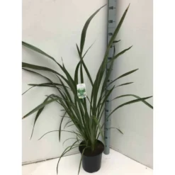 Phormium Tenax (lin De Nouvelle-zélande) Taille Pot De 6 Litres - 80/100 Cm - Jaune Et Rouge -Jardin Harmonie Soldes Boutique 64038b990d9770.87156552