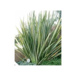 Phormium Tenax (lin De Nouvelle-zélande) Taille Pot De 6 Litres - 80/100 Cm - Jaune Et Rouge -Jardin Harmonie Soldes Boutique 64038b99176297.65900660