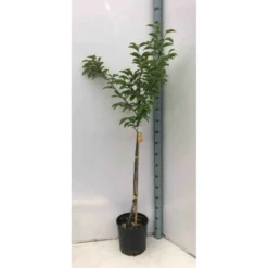 Diospyros Kaki Var.fuyu (plaqueminier) Taille Pot De 3 Litres - 80/100 Cm - Jaune -Jardin Harmonie Soldes Boutique 64038b9bd59149.51921816