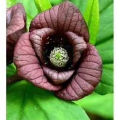 Asimina Triloba (paw Paw) Violet - Taille Pot De 3 Litres ? 60/80 Cm -Jardin Harmonie Soldes Boutique 64038b9fa4f3b3.84181645