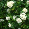 Murraya Paniculata (buis De Chine, Bois Jasmin, Oranger Jasmin) Blanc - Taille Pot De 25l- 125/150cm -Jardin Harmonie Soldes Boutique 64038ba43a3f28.94173098