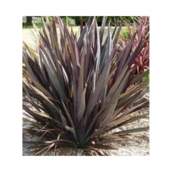 Phormium Tenax Var. Purpurea (lin De Nouvelle-zélande) Taille Pot De 2 Litres ? 30/40 Cm - Jaune Et Rouge 8 Phormium Tenax Var. Purpurea (lin De Nouvelle-zélande) Taille Pot De 2 Litres ? 30/40 Cm - Jaune Et Rouge -Jardin Harmonie Soldes Boutique 64038ba73e8b16.29335605
