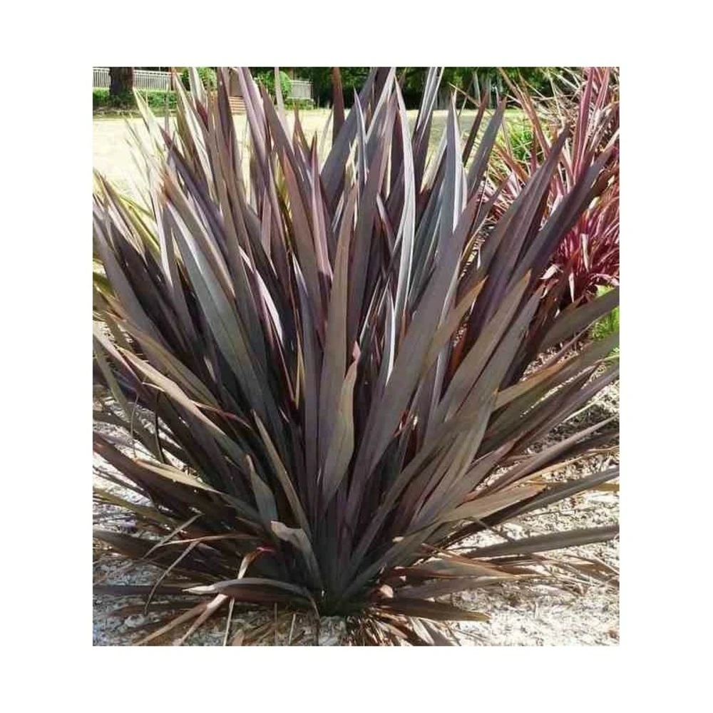 Phormium Tenax Var. Purpurea (lin De Nouvelle-zélande) Taille Pot De 2 Litres ? 30/40 Cm - Jaune Et Rouge 5 Phormium Tenax Var. Purpurea (lin De Nouvelle-zélande) Taille Pot De 2 Litres ? 30/40 Cm - Jaune Et Rouge – Image 3