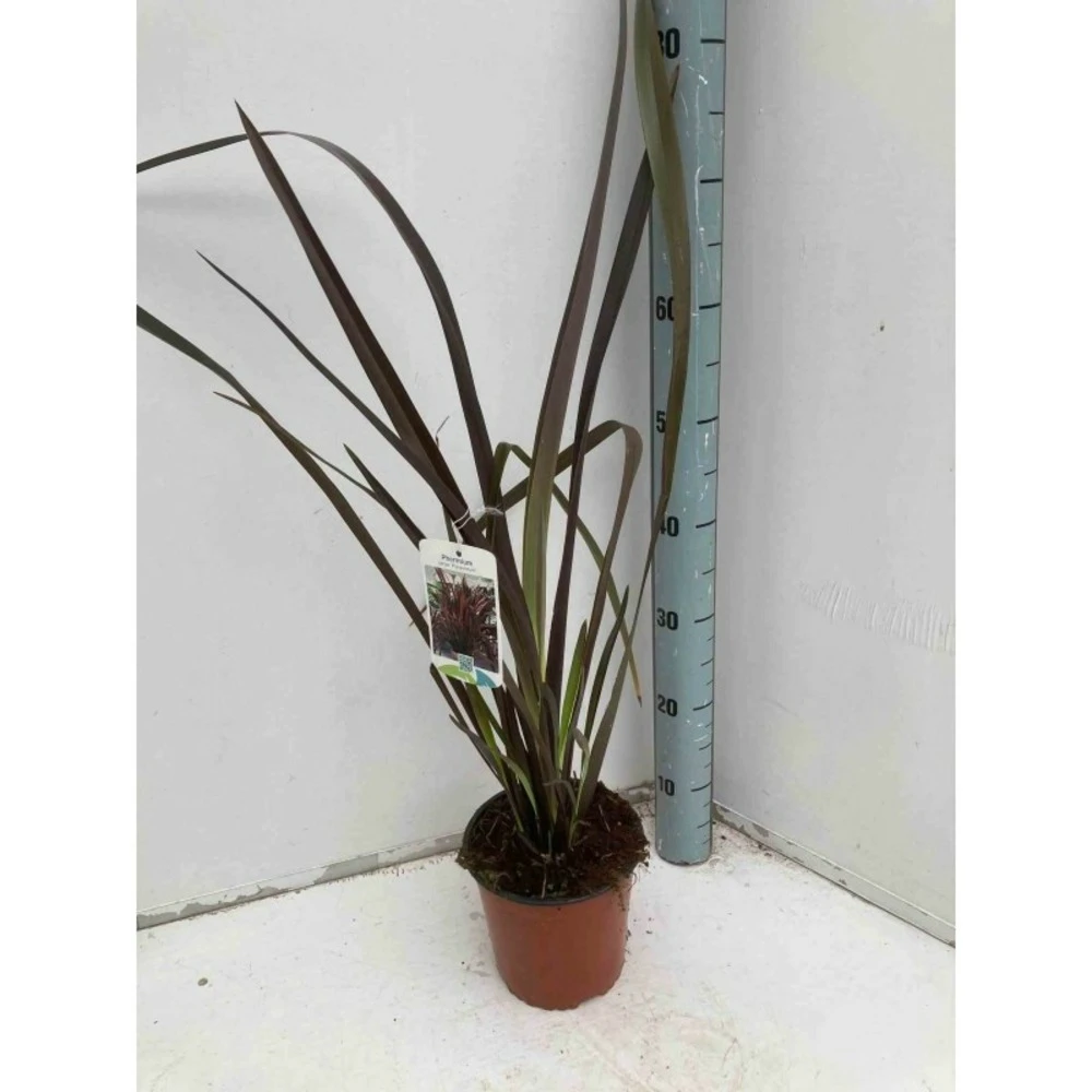 Phormium Tenax Var. Purpurea (lin De Nouvelle-zélande) Taille Pot De 2 Litres ? 30/40 Cm - Jaune Et Rouge 3 Phormium Tenax Var. Purpurea (lin De Nouvelle-zélande) Taille Pot De 2 Litres ? 30/40 Cm - Jaune Et Rouge