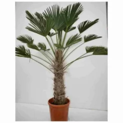 Kit 3 Trachycarpus Wagnerianus Pour Création De Bosquet -Jardin Harmonie Soldes Boutique 64038ba9e54634.01221602