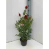 Callistemon Laevis Rouge - Taille Pot De 2 Litres - 60/80 Cm
