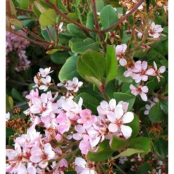 Rhaphiolepis Indica Taille Pot De 2 Litres ? 20/30 Cm - Rose -Jardin Harmonie Soldes Boutique 64038baf4762c1.44792849