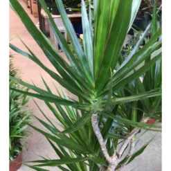 Dracaena Marginata 'green' (dragonnier) Taille Pot De 3 Litres - 50/60 Cm -Jardin Harmonie Soldes Boutique 64038bb3b89418.21321935