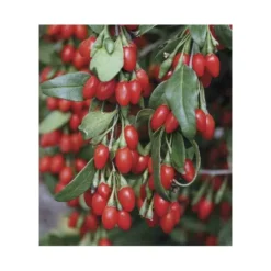 Lycium Barbarum (goji) Taille Pot De 2 Litres - 50/70 Cm - Rouge -Jardin Harmonie Soldes Boutique 64038bb53d9ee8.21730630