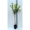 Diospyros Kaki Var.fuyu (plaqueminier) Taille Pot De 7 Litres ? 100/120 Cm - Jaune