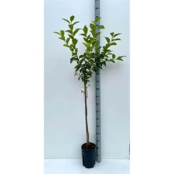 Diospyros Kaki Var.fuyu (plaqueminier) Taille Pot De 7 Litres ? 100/120 Cm - Jaune