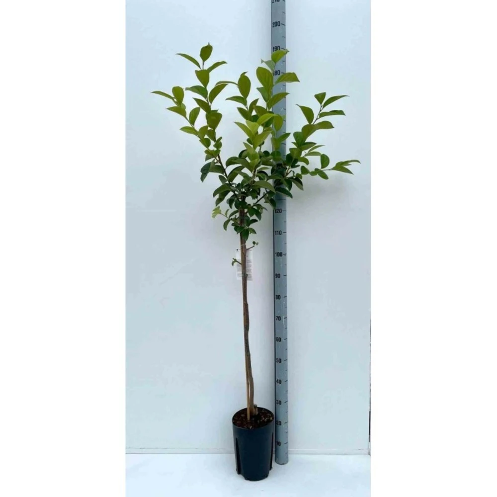 Diospyros Kaki Var.fuyu (plaqueminier) Taille Pot De 7 Litres ? 100/120 Cm - Jaune 3 Diospyros Kaki Var.fuyu (plaqueminier) Taille Pot De 7 Litres ? 100/120 Cm - Jaune