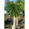 Yucca Elephantipes (yucca Pied D'éléphant) Blanc - Taille Pot De 65l - 180/200cm -Jardin Harmonie Soldes Boutique 64038bba7739d4.11623457