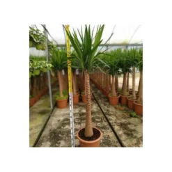 Yucca Elephantipes (yucca Pied D'éléphant) Blanc - Taille Pot De 65l - 180/200cm -Jardin Harmonie Soldes Boutique 64038bba7ae4d2.63862685