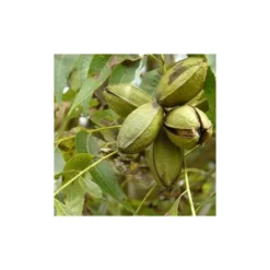 Carya Illinoinensis Adulte (noix De Pecan, Pacanier) Vert - Taille Pot De 25l - 160/180cm -Jardin Harmonie Soldes Boutique 64038bc1ed1d10.59943051