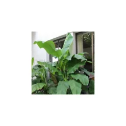 Collection De 3 Bananiers Rustiques -Jardin Harmonie Soldes Boutique 64038bc36312f5.34877804