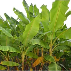 Collection De 3 Bananiers Rustiques -Jardin Harmonie Soldes Boutique 64038bc36bab06.48656338