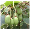 Actinidia Arguta Issai ( Kiwai, Nergi, Kiwi De Sibérie, Kiwi Nain) Taille Pot De 2 Litres ? 40/60 Cm -Jardin Harmonie Soldes Boutique 64038bc662e769.07064365