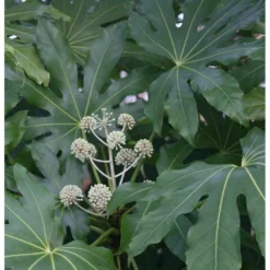 Fatsia Japonica (aralia Du Japon) Blanc - Taille Pot De 14l - 80/100 Cm -Jardin Harmonie Soldes Boutique 64038bc7d600e4.65867250