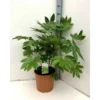 Fatsia Japonica (aralia Du Japon) Blanc - Taille Pot De 14l - 80/100 Cm -Jardin Harmonie Soldes Boutique 64038bc7da0445.44655797