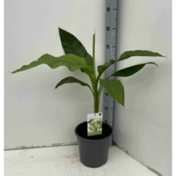 Musa Basjoo Sp. Sapporo Specimen (bananier Rustique) Jaune - Taille Pot De 50 Litres - 120/140 Cm Multi Troncs -Jardin Harmonie Soldes Boutique 64038bc9434b62.44229865
