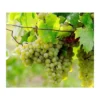 Vigne à Raisin Blanc (vitis Vinifera Himrot) Taille Pot De 2 Litres - 50/70 Cm -Jardin Harmonie Soldes Boutique 64038bcc3551c1.51909414