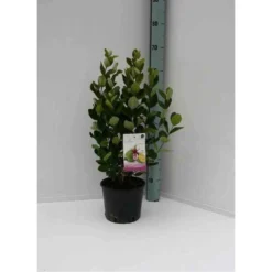 Acca Sellowiana (feijoa Ou Goyave Ananas) Rouge - Taille Pot De 7 Litres ? 100/120 Cm -Jardin Harmonie Soldes Boutique 64038bcd7256f8.10095343