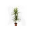 Dracaena Marginata 'green' (dragonnier) Taille Pot De 50l - 150/175cm
