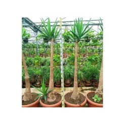 Yucca Elephantipes (yucca Pied D'éléphant) Blanc - Taille Pot De 20 Litres - 110/130 Cm -Jardin Harmonie Soldes Boutique 64038bdc4df8d7.09101794