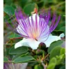 Capparis Spinosa (caprier) Blanc - Taille Pot De 2 Litres ? 20/30 Cm -Jardin Harmonie Soldes Boutique 64038c0b8f5135.71019905