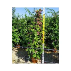 Bougainvillea Vera (bougainvillier Très Florifère) Taille Pot De 3.5l - 80/100cm -Jardin Harmonie Soldes Boutique 64038c19062340.12754263