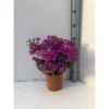 Bougainvillea Vera (bougainvillier Très Florifère) Taille Pot De 3.5l - 80/100cm -Jardin Harmonie Soldes Boutique 64038c190ba0c8.83775597