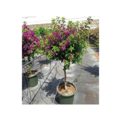 Bougainvillea Vera (bougainvillier Très Florifère) Taille Pot De 3.5l - 80/100cm -Jardin Harmonie Soldes Boutique 64038c190f47a0.95204682
