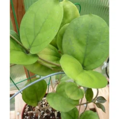 Hoya Lambii (fleur De Porcelaine, Fleur De Cire) Jaune - Taille Pot De 2 Litres - 20/40 Cm -Jardin Harmonie Soldes Boutique 64038f628ef892.20541947