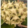Hoya Lambii (fleur De Porcelaine, Fleur De Cire) Jaune - Taille Pot De 2 Litres - 20/40 Cm -Jardin Harmonie Soldes Boutique 64038f6294ac56.58871658