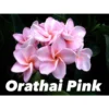 Plumeria Rubra "orathai Pink" (frangipanier) Rose - Taille Pot De 2 Litres ? 20/30 Cm -Jardin Harmonie Soldes Boutique 64038f6715e2b2.46302034