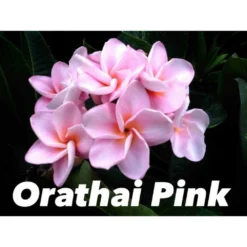 Plumeria Rubra "orathai Pink" (frangipanier) Rose - Taille Pot De 2 Litres ? 20/30 Cm