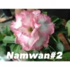 Adenium Obesum Cv Namwan Blanc Et Rose - Taille Caudex D'environ 150g -Jardin Harmonie Soldes Boutique 640391b7a9aac9.88436611