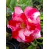 Adenium Obesum Cv.good Morning Rouge - Taille Caudex D'environ 150g -Jardin Harmonie Soldes Boutique 640391ba36fc80.99175969