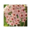 Hoya Carnosa (fleurs Rose) (fleur De Porcelaine, Fleur De Cire) - Taille Pot De 2 Litres - 20/40 Cm -Jardin Harmonie Soldes Boutique 640391bb743a36.90954455