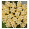 Hoya Cominsii (fleur De Porcelaine, Fleur De Cire) Jaune - Taille Pot De 2 Litres - 20/40 Cm -Jardin Harmonie Soldes Boutique 640391bdc2f116.85396099