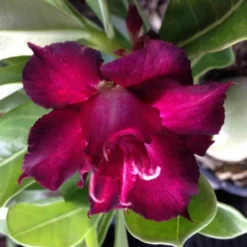 Adenium Obesum Cv.muang Dang Rouge - Taille Caudex D'environ 300g 20/25cm -Jardin Harmonie Soldes Boutique 640391c1ae8e60.38146213