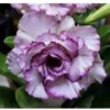 Adenium Obesum Cv.carnation Violet - Taille Caudex D'environ 150g -Jardin Harmonie Soldes Boutique 640391c48c6095.33451533