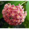 Hoya Camphorifolia (fleur De Porcelaine, Fleur De Cire) Rose - Taille Pot De 2 Litres - 20/40 Cm