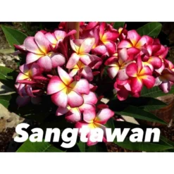 Plumeria Rubra "sangtawan" (frangipanier) Taille Pot De 2 Litres ? 20/30 Cm - Blanc/jaune/rose