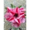 Adenium Obesum Cv.muang Pp Rose - Taille Caudex D'environ 150g -Jardin Harmonie Soldes Boutique 640391cc1076b3.97018542