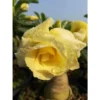 Adenium Obesum Cv.bananas Jaune - Taille Caudex D'environ 2000g 25/30cm Très Gros Caudex -Jardin Harmonie Soldes Boutique 640391cd2f8ba8.56462894